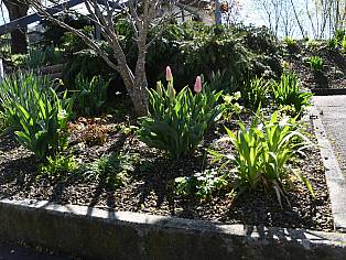 26.04.2023 Staudenbepflanzung mit Frühlingsblüher