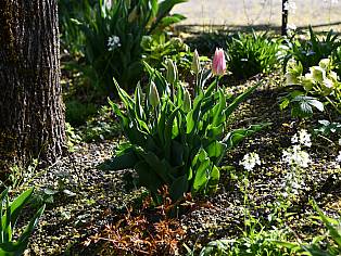 26.04.2023 Parkplatzböschung