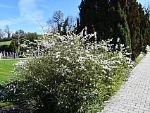 26.04.2023 Syringa vulgaris