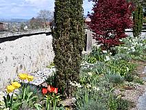 26.04.2023 Eibe und japanischer Ahorn