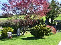 26.04.2023 Japanischer Ahorn bei Familiengrab