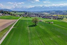 Eiche im Gofrit