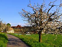 Blühende Kirschbäume an der Kirchstrasse
