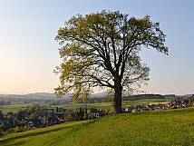 Linde oberhalb Lercheberg