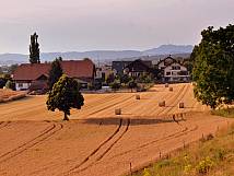 Getreidefelder in der Neumatt