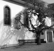 Was gibt es hinter dem Baum zu lesen?