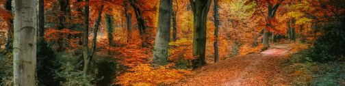 Wandern im Wald: erhöhte Gefahr durch Hitze- und Trockenschäden